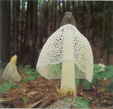 竹蓀的營(yíng)養(yǎng)價(jià)值 竹蓀的功效與作用