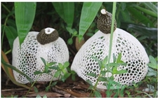 竹蓀的營(yíng)養(yǎng)價(jià)值 竹蓀的功效與作用