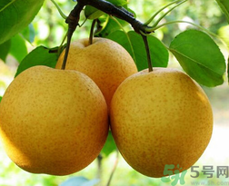 吃梨會發(fā)胖嗎？吃梨子有什么好處？