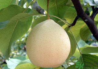 吃梨拉肚子怎么回事？吃梨拉肚子怎么辦？