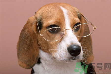 ?狗狗嘔吐怎么回事？狗狗拉稀嘔吐怎么辦？