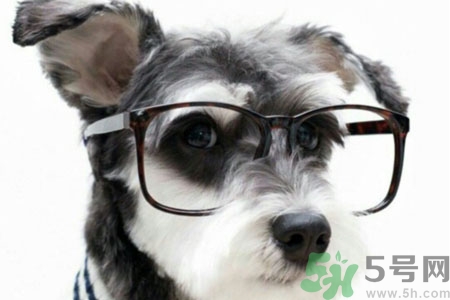 ?狗狗嘔吐怎么回事？狗狗拉稀嘔吐怎么辦？