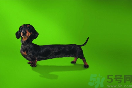 ?狗狗嘔吐怎么回事？狗狗拉稀嘔吐怎么辦？