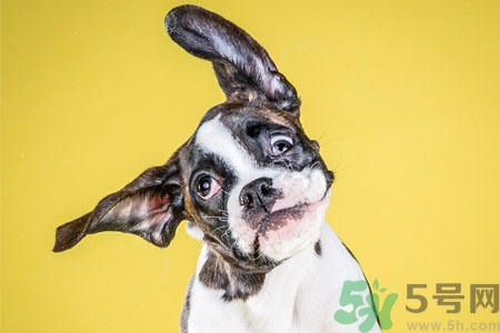 ?狗狗嘔吐怎么回事？狗狗拉稀嘔吐怎么辦？