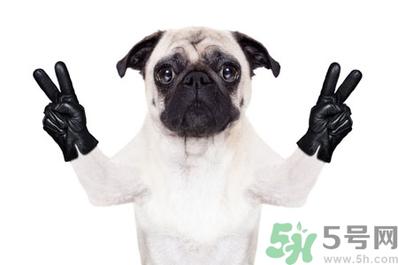 狗狗吃什么最好？狗狗不能吃的食物有哪些？