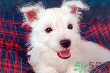 狗狗怎么訓練？狗狗怎么喂養(yǎng)？