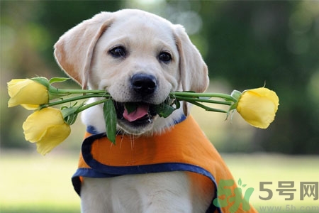 狗狗怎么訓練？狗狗怎么喂養(yǎng)？