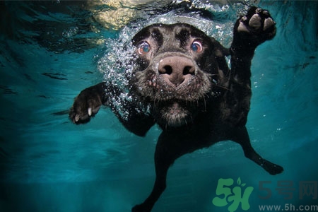 狗狗怎么訓練？狗狗怎么喂養(yǎng)？