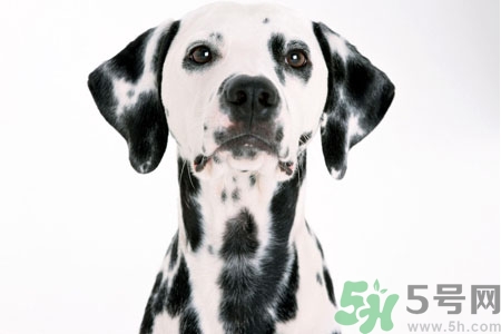 狗狗怎么訓練？狗狗怎么喂養(yǎng)？