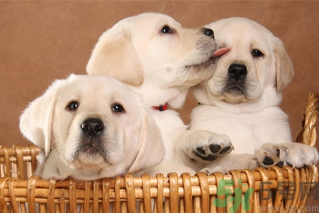 狗狗咳嗽怎么回事？狗狗咳嗽怎么辦？