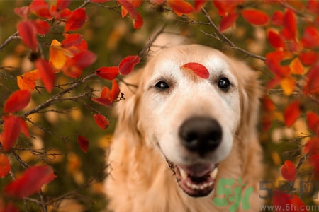 狗狗咳嗽怎么回事？狗狗咳嗽怎么辦？