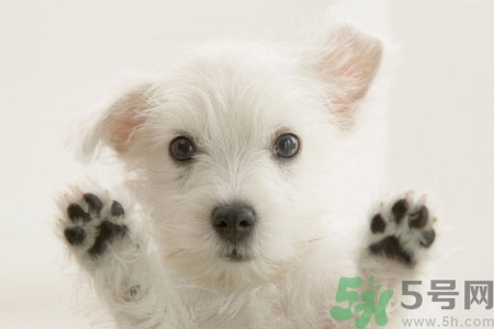 狗狗咳嗽怎么回事？狗狗咳嗽怎么辦？