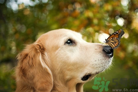 狗狗咳嗽怎么回事？狗狗咳嗽怎么辦？