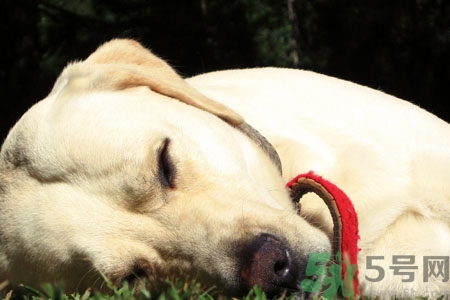 狗狗咳嗽怎么回事？狗狗咳嗽怎么辦？