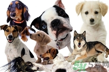 狗狗發(fā)燒了怎么辦？狗狗發(fā)燒的癥狀有哪些？