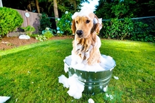 狗狗發(fā)燒了怎么辦？狗狗發(fā)燒的癥狀有哪些？