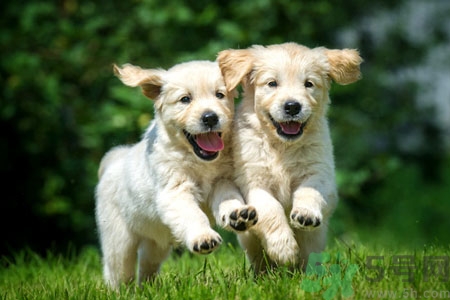 狗狗發(fā)燒了怎么辦？狗狗發(fā)燒的癥狀有哪些？