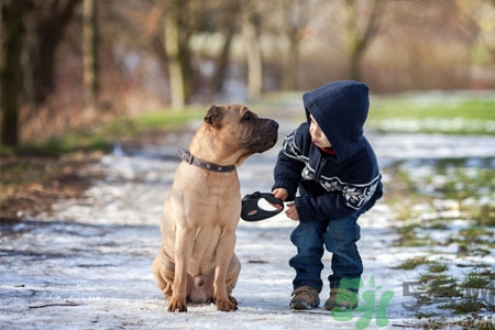 狗狗發(fā)燒了怎么辦？狗狗發(fā)燒的癥狀有哪些？