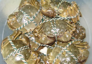 大閘蟹多少錢(qián)一斤？大閘蟹多少錢(qián)一只？