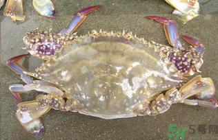河蟹死了還能吃嗎？河蟹死了多久還能吃？