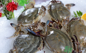 梭子蟹死了還能吃嗎？梭子蟹死了多久還能吃？