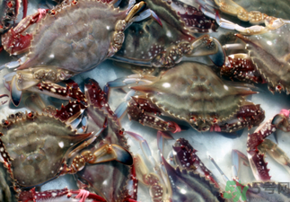 梭子蟹死了還能吃嗎？梭子蟹死了多久還能吃？