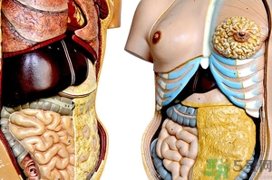 腸炎肚子疼怎么辦？腸炎肚子疼怎么緩解？