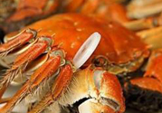 感冒可以吃螃蟹嗎？感冒吃感冒會怎么樣？