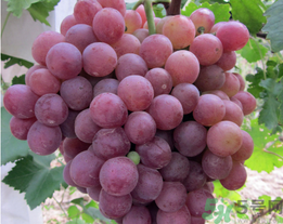 吃螃蟹后能吃葡萄嗎？螃蟹和葡萄能一起吃嗎？