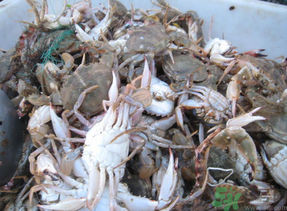 梭子蟹多少錢一斤？梭子蟹多少錢一只？