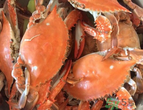 大閘蟹公的好還是母的好？大閘蟹怎么分辨公母？