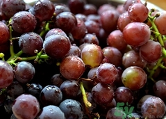 葡萄可以用鹽水泡嗎?為什么葡萄要放鹽水里泡? 葡萄可以用鹽水泡嗎?為什么葡萄要放鹽水里泡?