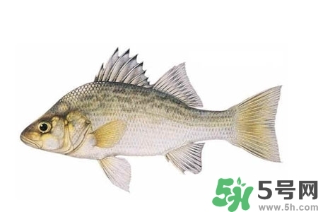 秋季適合吃什么魚？秋季吃魚的好處？
