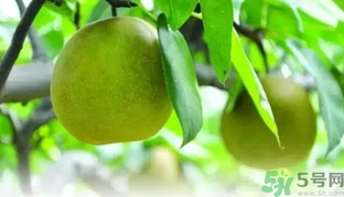 吃梨子喝水會拉肚子嗎？吃完梨子能喝水嗎？