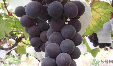 巨峰葡萄吃多了好嗎？食用巨峰葡萄的注意事項