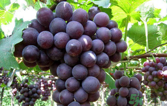 巨峰葡萄吃多了好嗎？食用巨峰葡萄的注意事項