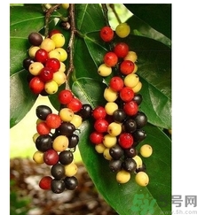 五月茶的功效 五月茶怎么吃？