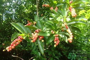 五月茶的功效 五月茶怎么吃？