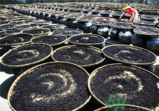 豆豉的營養(yǎng)價(jià)值 豆豉的功效與作用