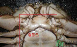 梭子蟹怎么挑選？梭子蟹挑選圖解