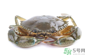 梭子蟹怎么挑選？梭子蟹挑選圖解