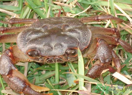 梭子蟹能冷凍嗎？梭子蟹如何冷凍保存？