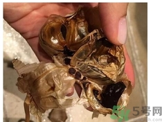 黑蒜可以補身體嗎？怎么自制黑蒜？