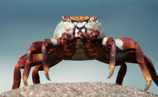 盤(pán)錦河蟹怎么保存？盤(pán)錦河蟹如何存放？