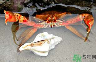 河蟹死了一天能吃嗎？河蟹死了多久不能吃？