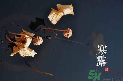 寒露是什么意思？寒露是幾月幾日