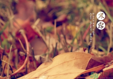 寒露是什么意思？寒露是幾月幾日