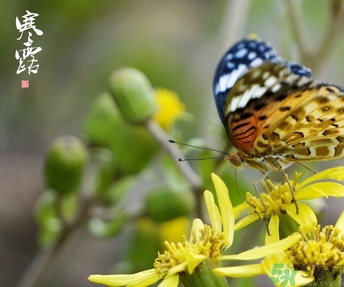寒露穿什么衣服？寒露要注意什么？
