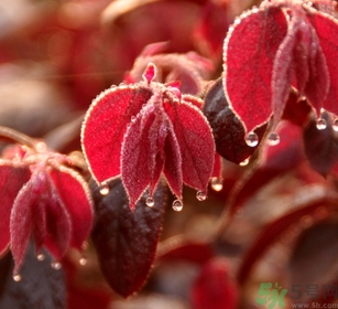 寒露出生的人好不好？寒露出生人怎么取名？