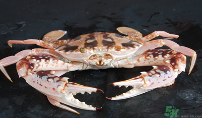 梭子蟹和花蟹的區(qū)別？梭子蟹和花蟹哪個(gè)好吃？